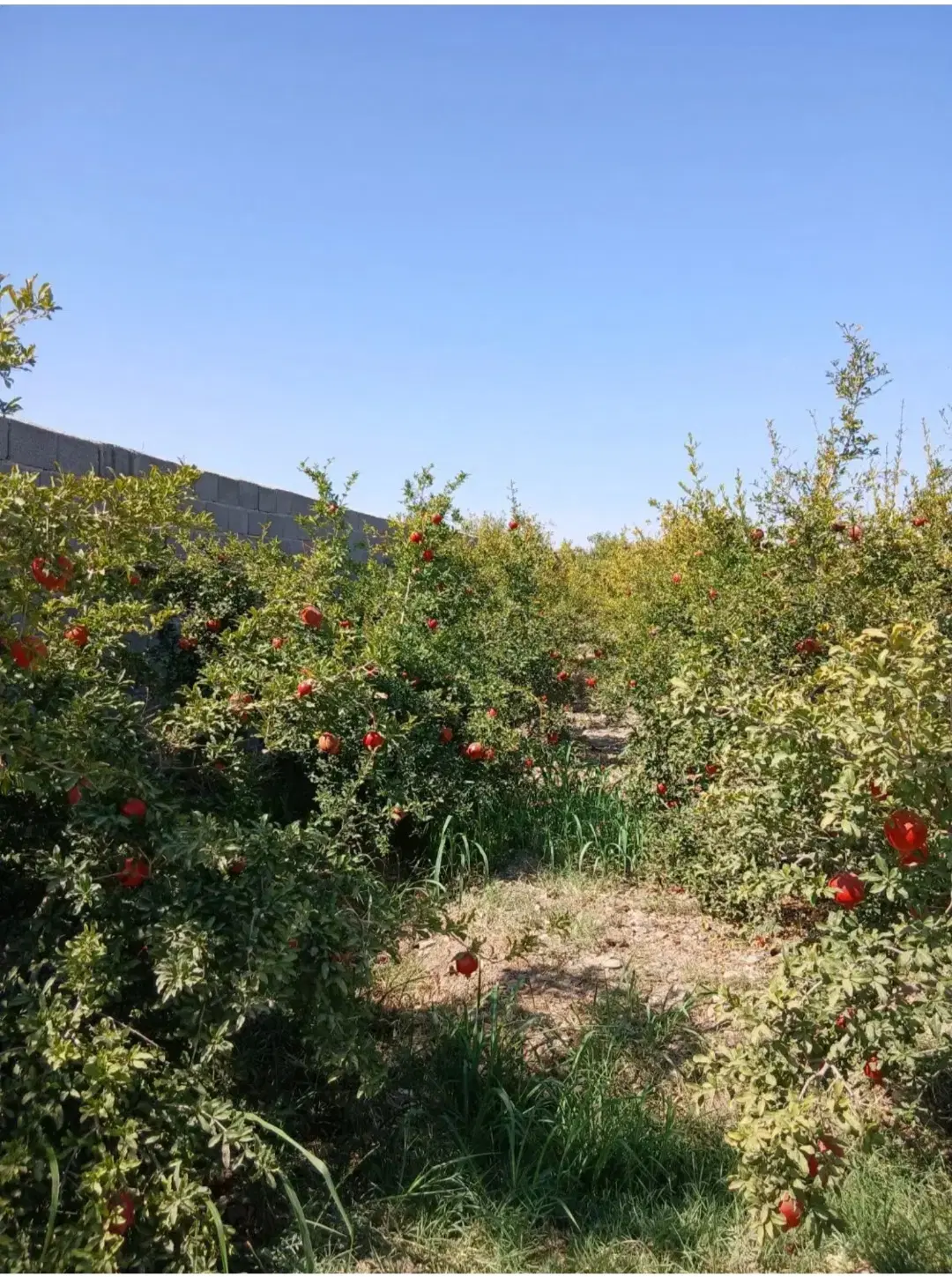 باغچه انار.بادام  درمنطقه شهرکی قابل ساخت