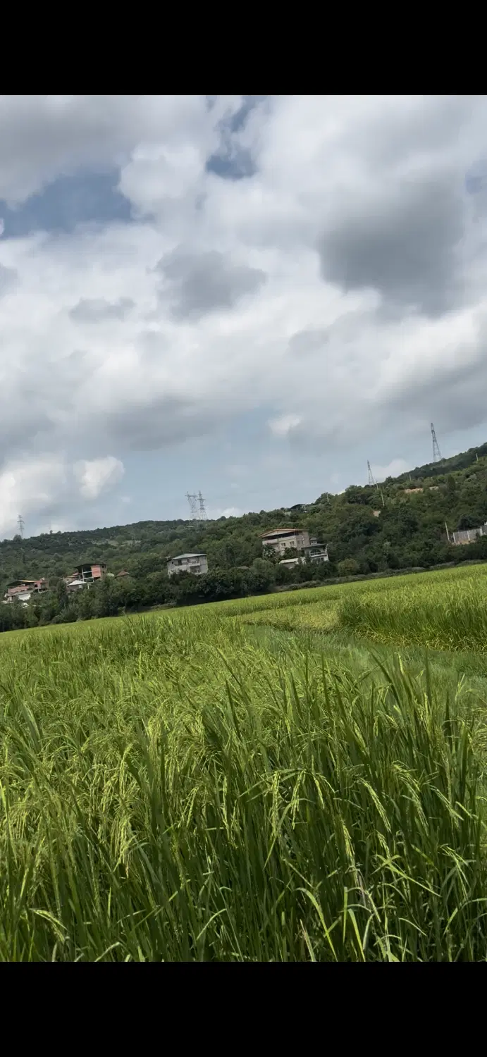 زمین کشاورزی