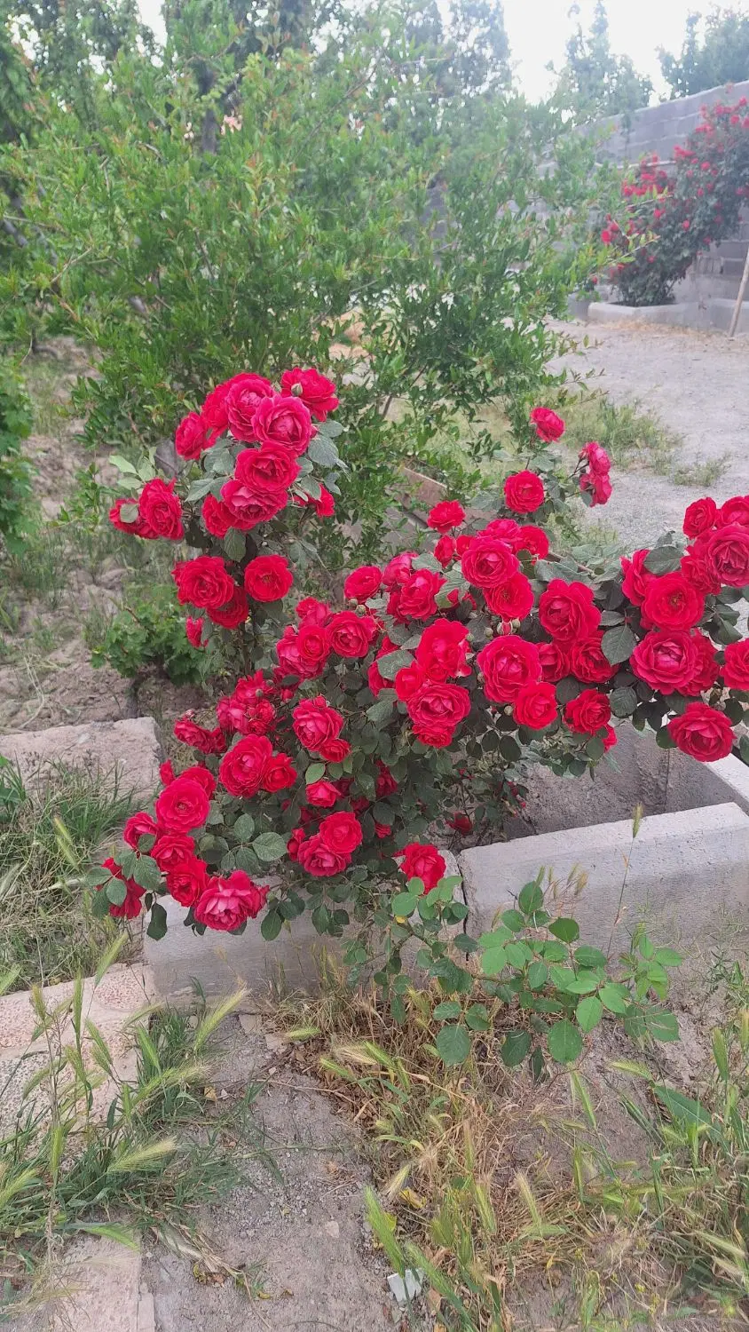فروشی باغچه در شهریار