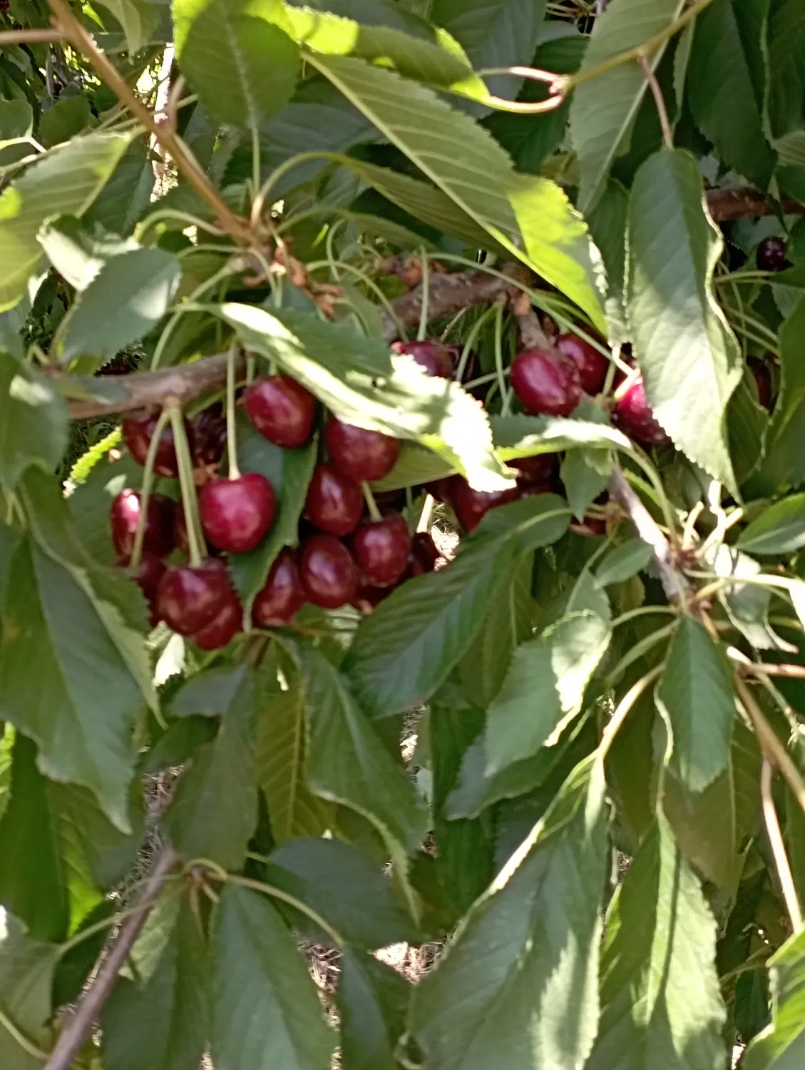 گروه میوه چینی