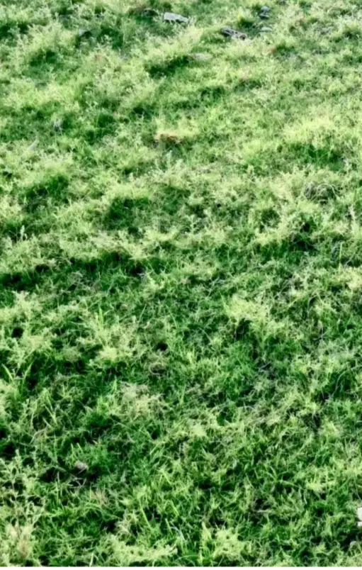 زمین باغچه هزار متری چمگلک