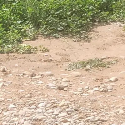 خونه باغ نیمه کاره مالقاید