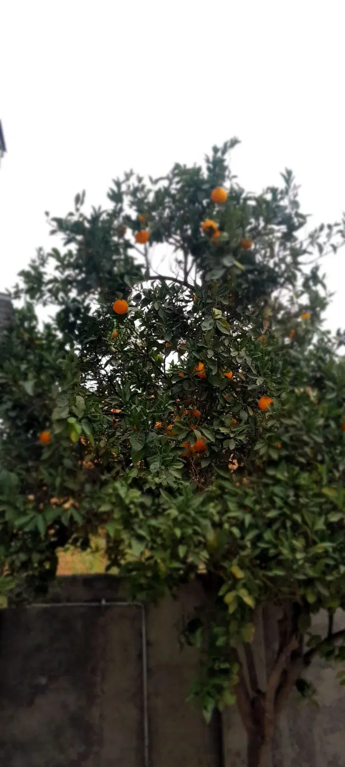 یک هکتار کشاورزی