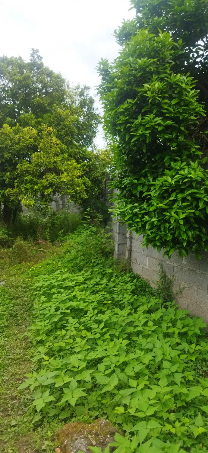فروش زمین 430 متری با پروانه ساخت