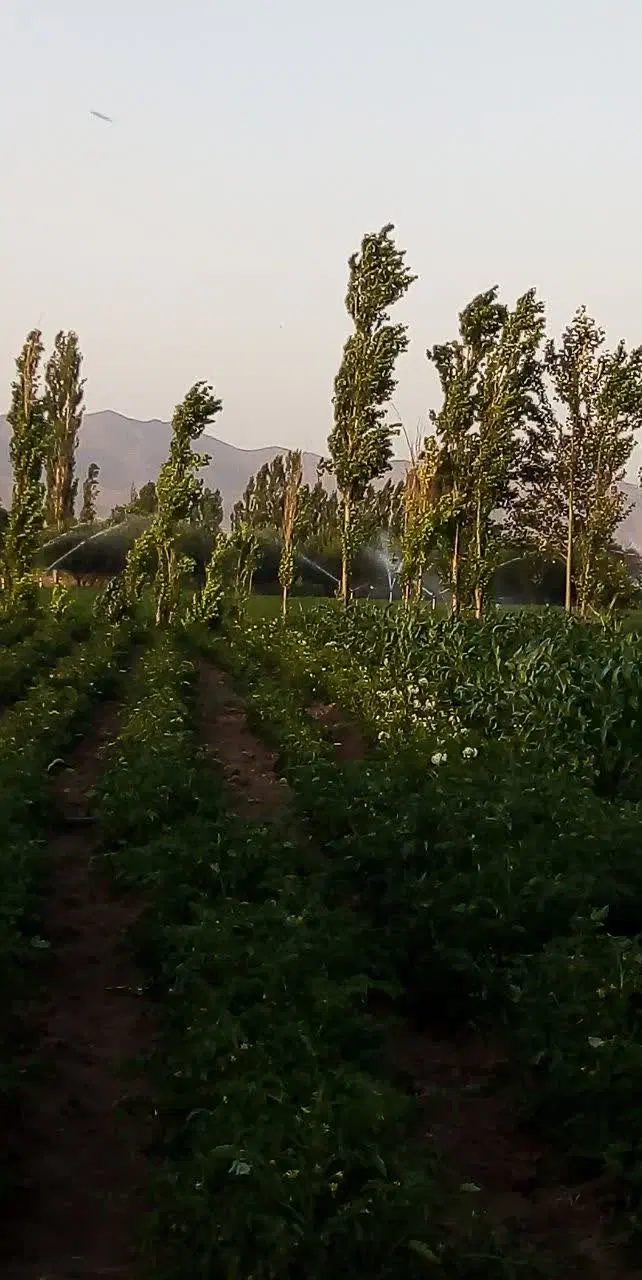 زمین باغ کشاورزی