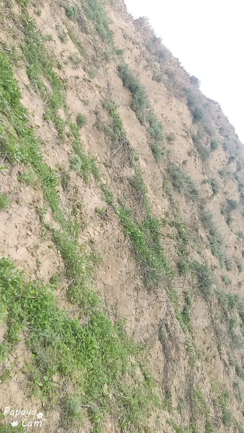 زمین کشاورزی