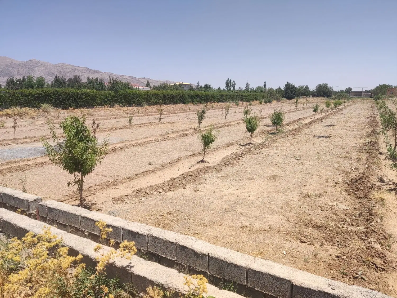زمین کشاورزی جاده کوچری