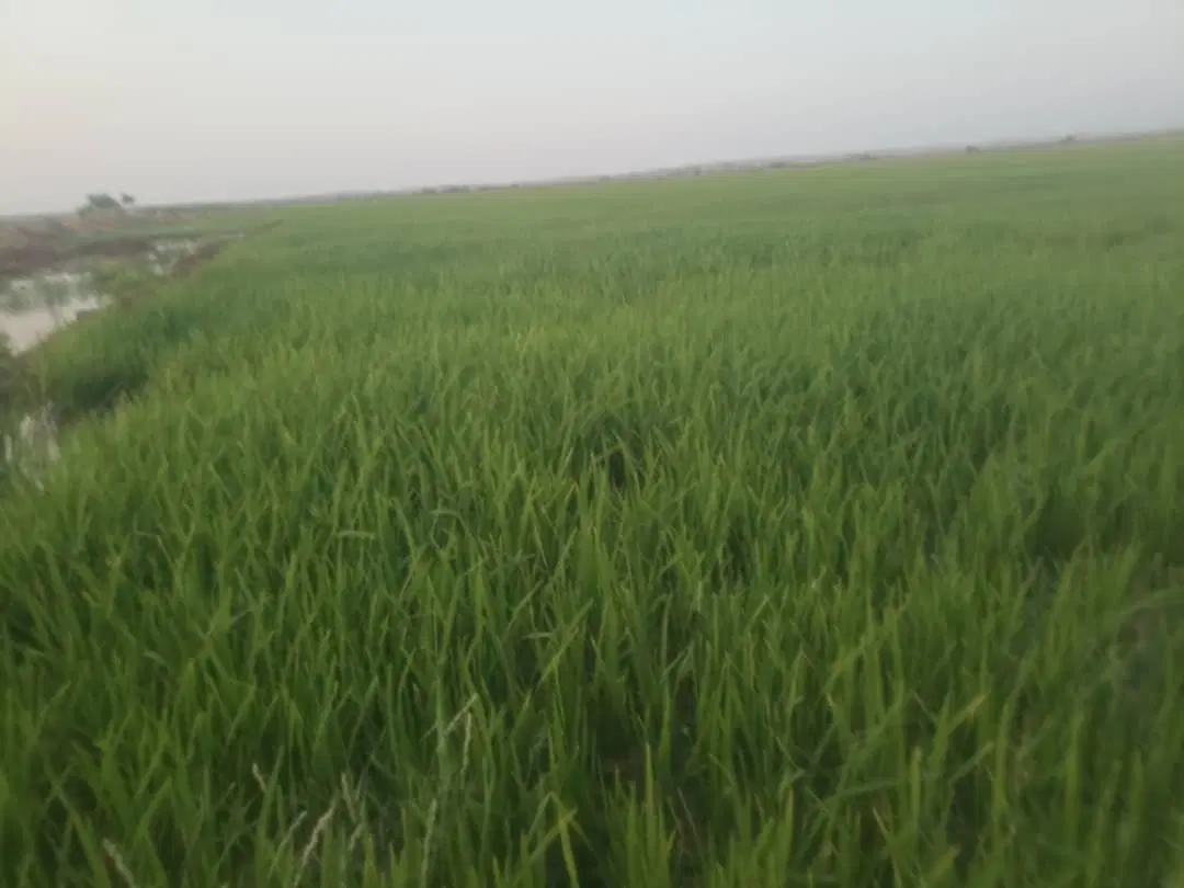 زمین کشاورزی میخوام