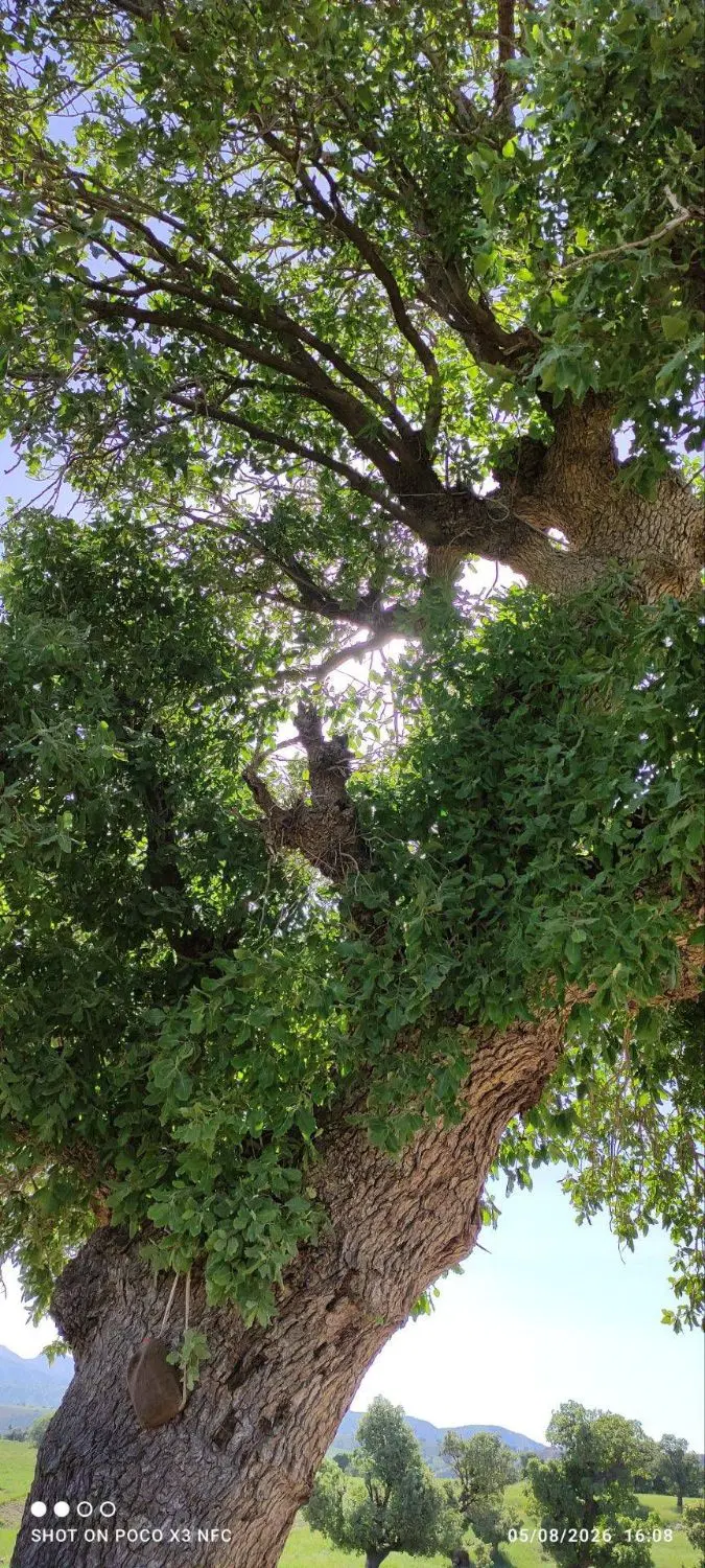 باغ ۷۰۰ متری