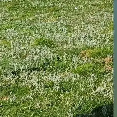 زمین خانه سری روستایی پیته نو هزار جریب