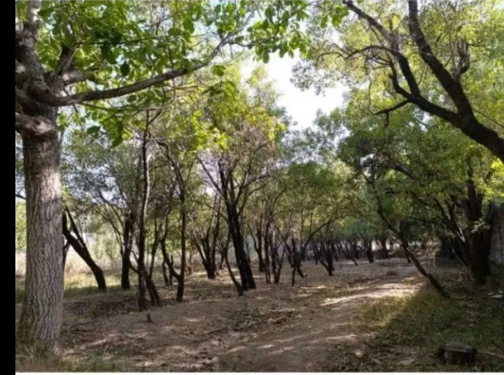 دوقطعه باغچه در روستای طینوج