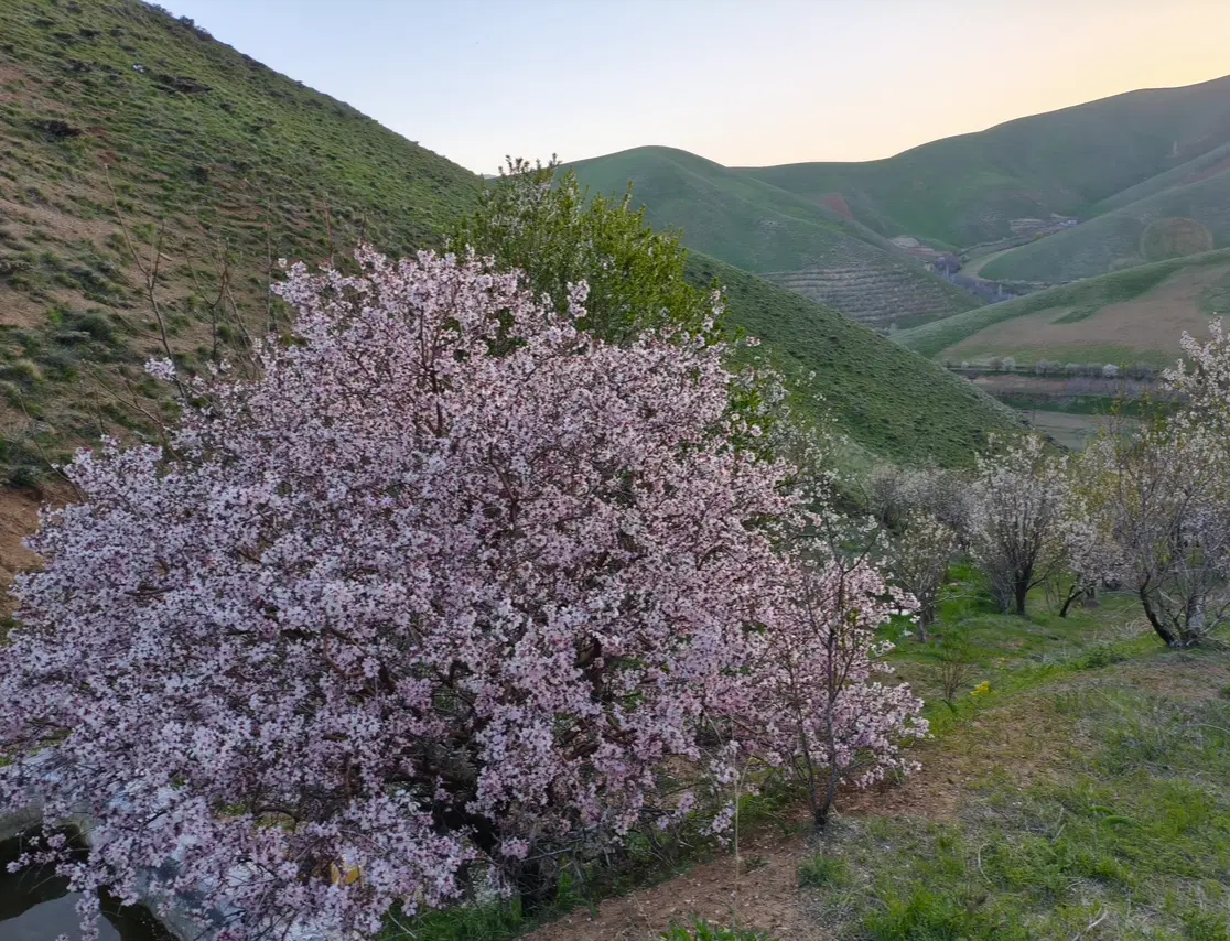 ۵۰۰متر زمین کشاورزی