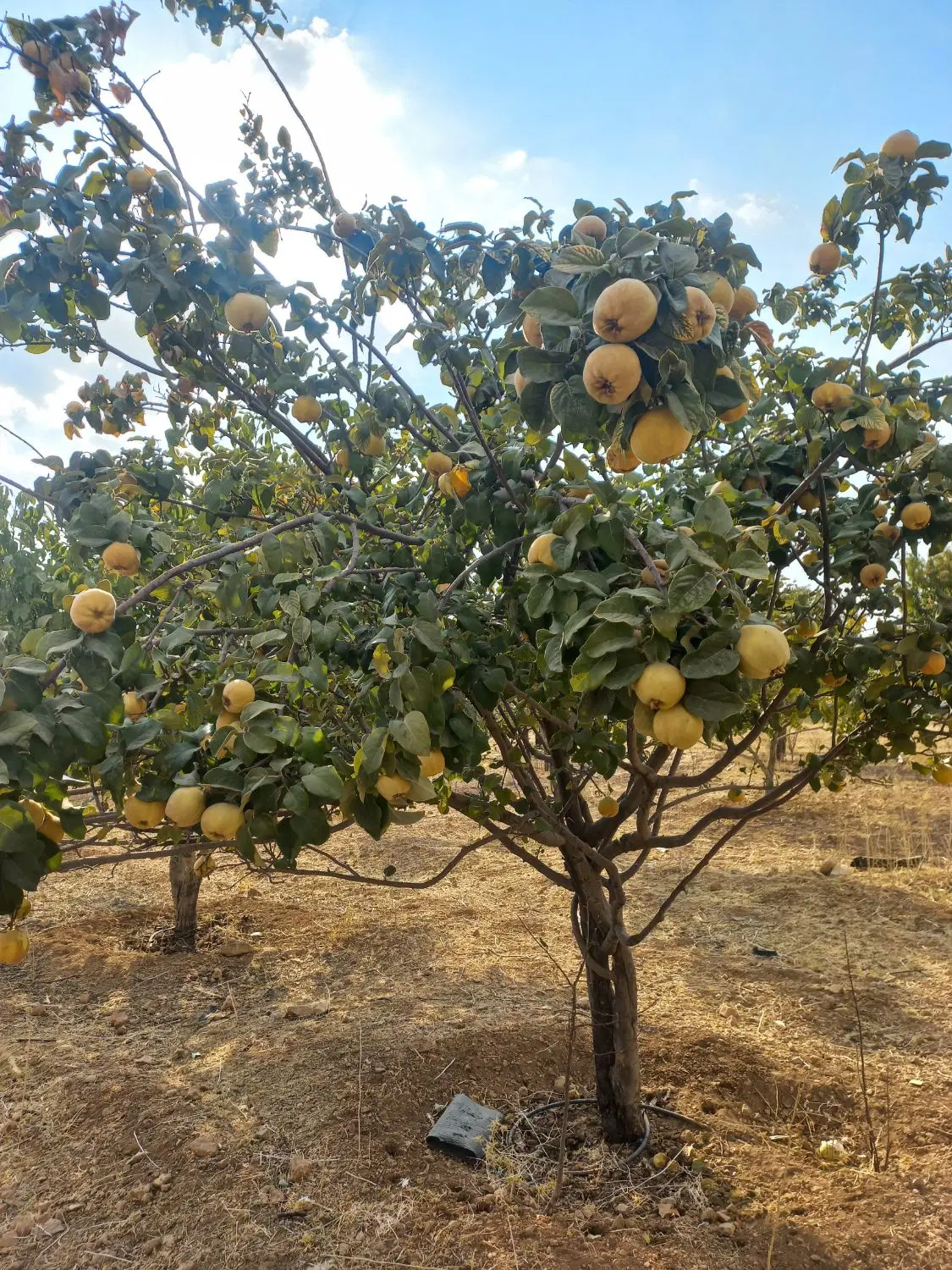 زمین باغی صدرا بر بلوار حافظ