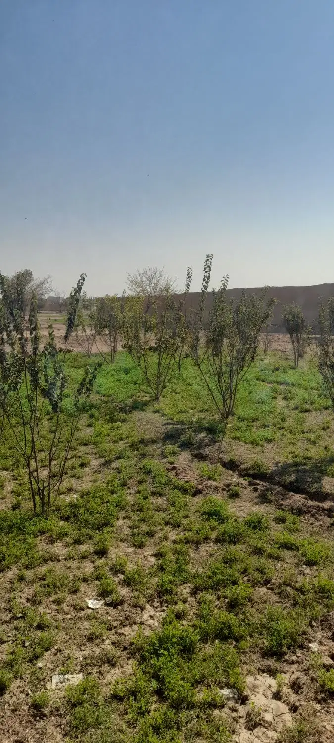 زمین کشاورزی رهنان
