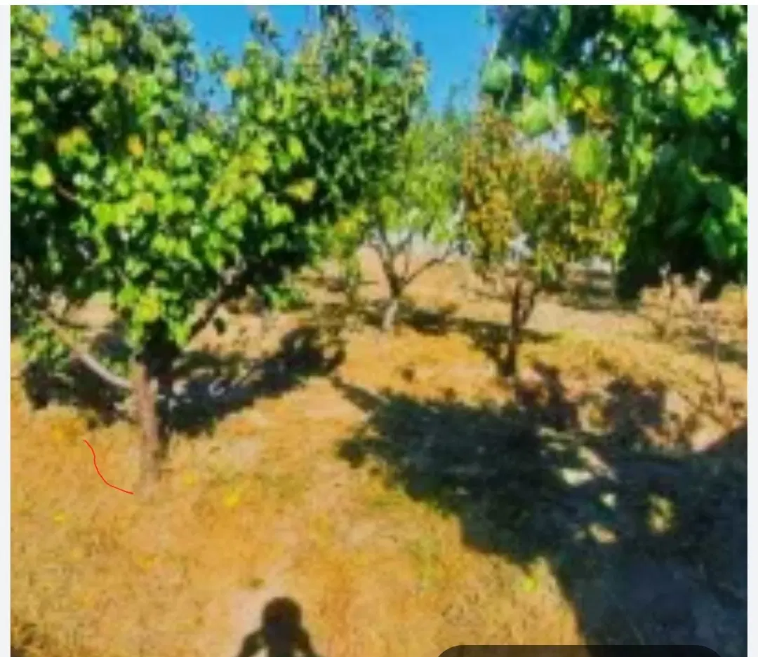 چهارباغ _۴۶۰متری_چهاردیواری_لوکیشن بیست