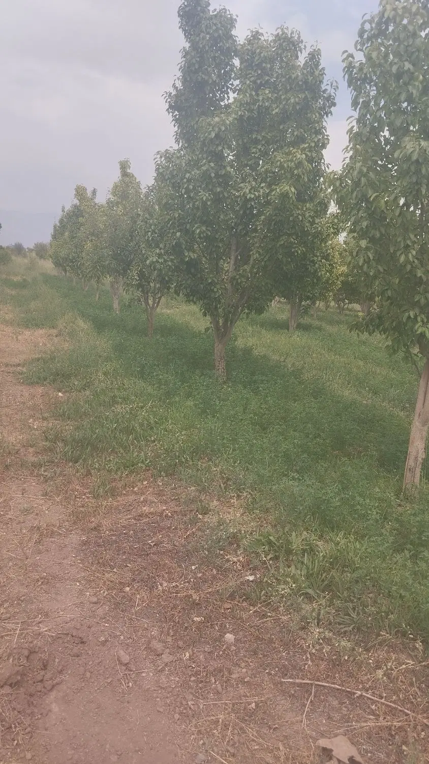 باغ ۲ هکتاری