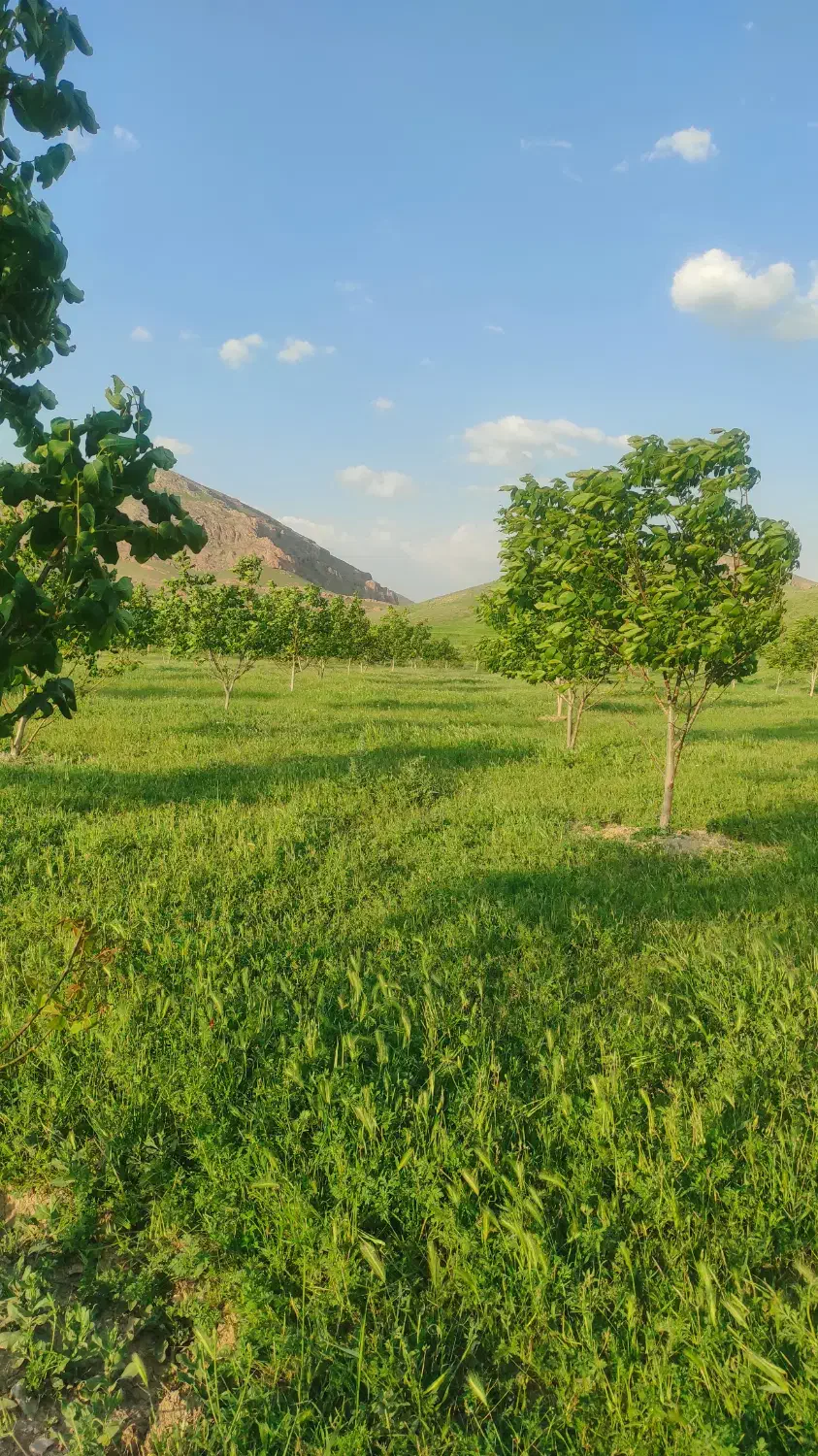 فروش باغ روستای جوشاطوی سفلی