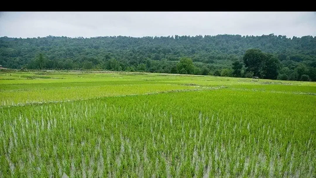 زمین شالیزاری قیمت مناسب
