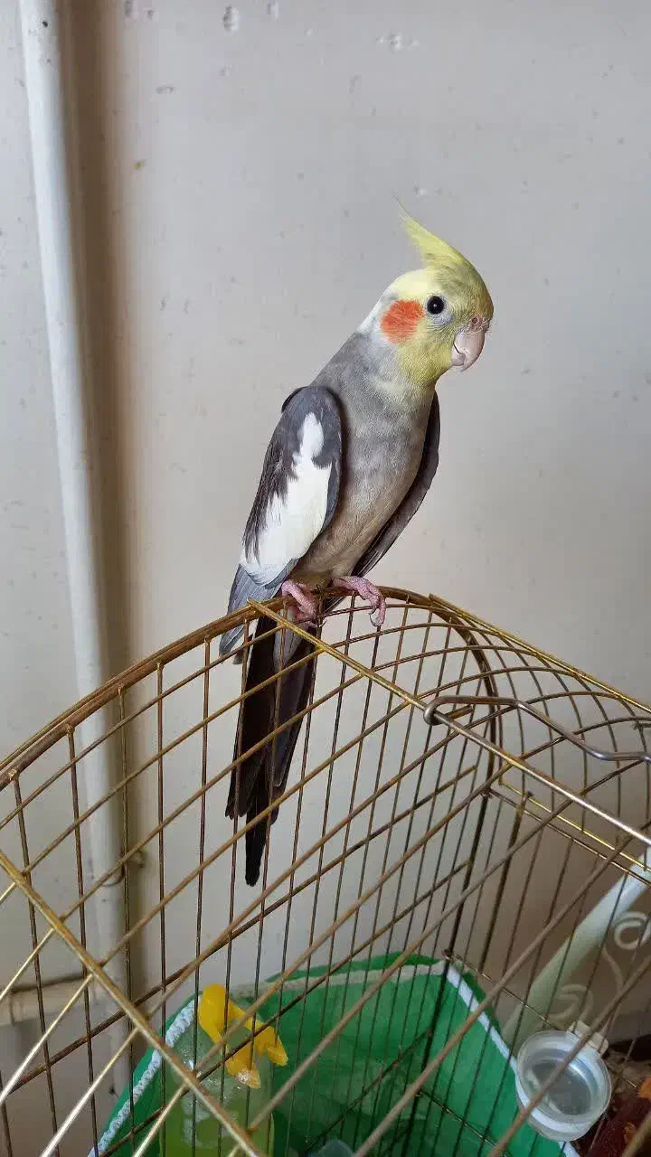 همخونه