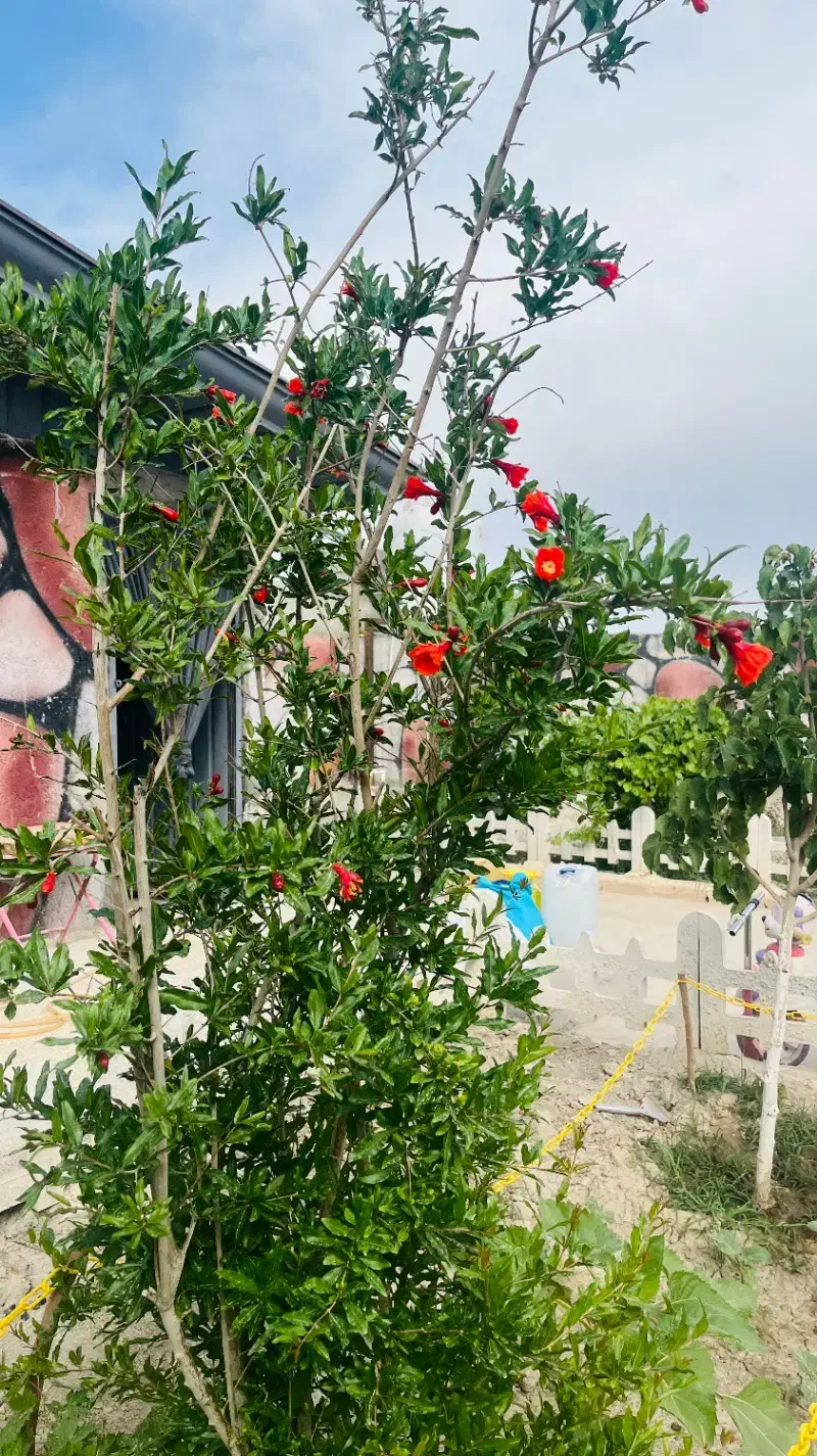 باغچه نقلی ۲۵۰ متری حصارمهتر