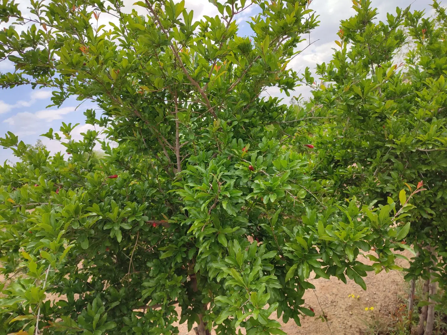 فروش زمین باغی