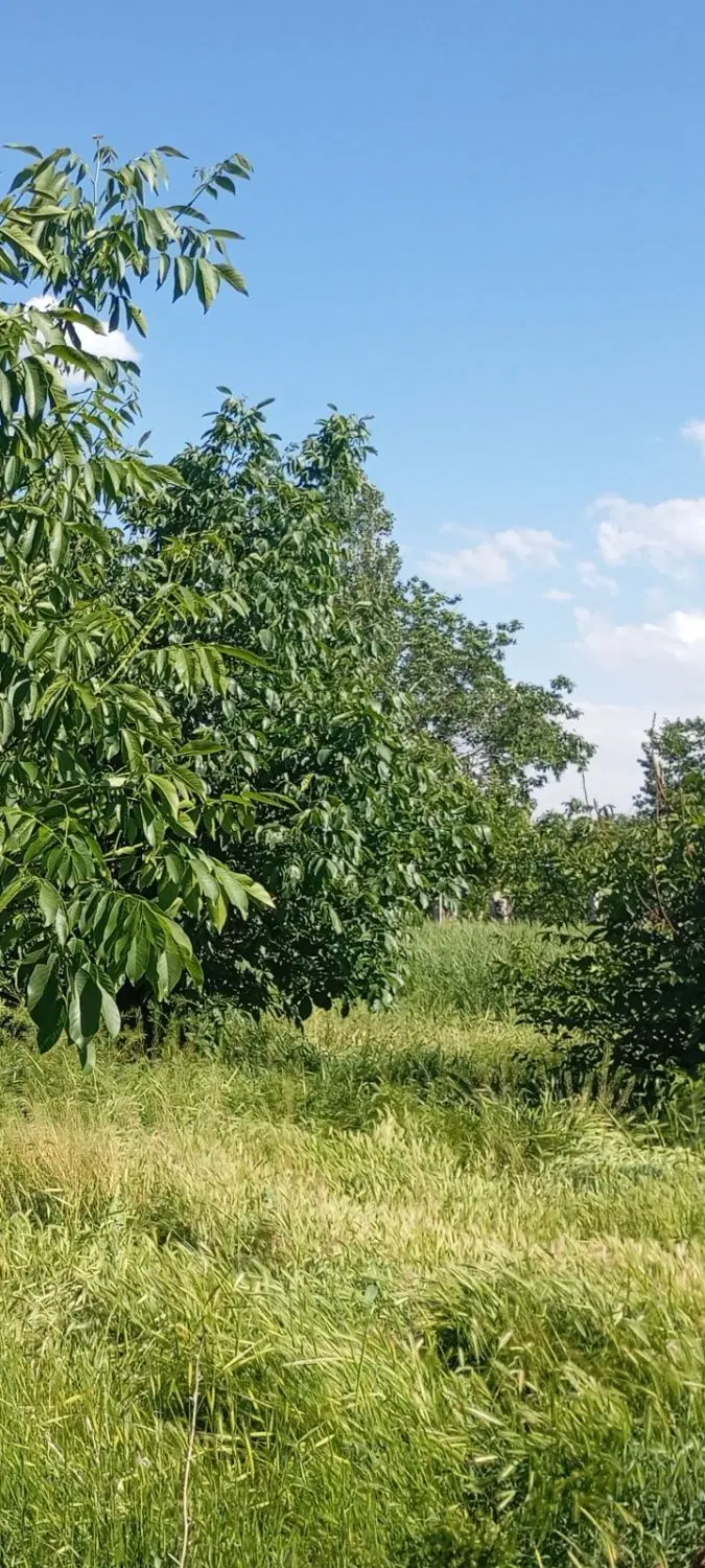 باغ گردو در روستای زویار