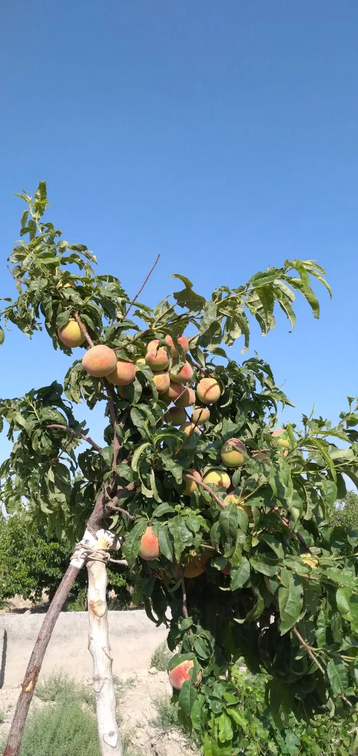 ۱۱۰ متر زمین در رباط کریم