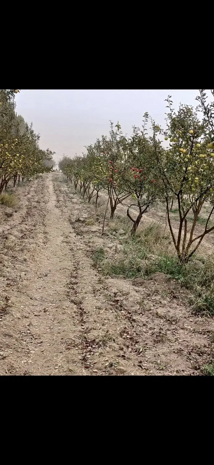 زمین مسکونی  وباغ پلاک ۳۷ زردالو