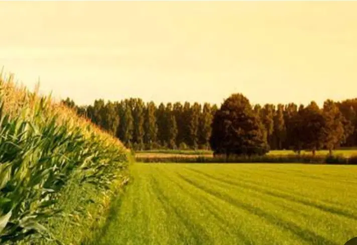 فروش زمین در حسن آباد