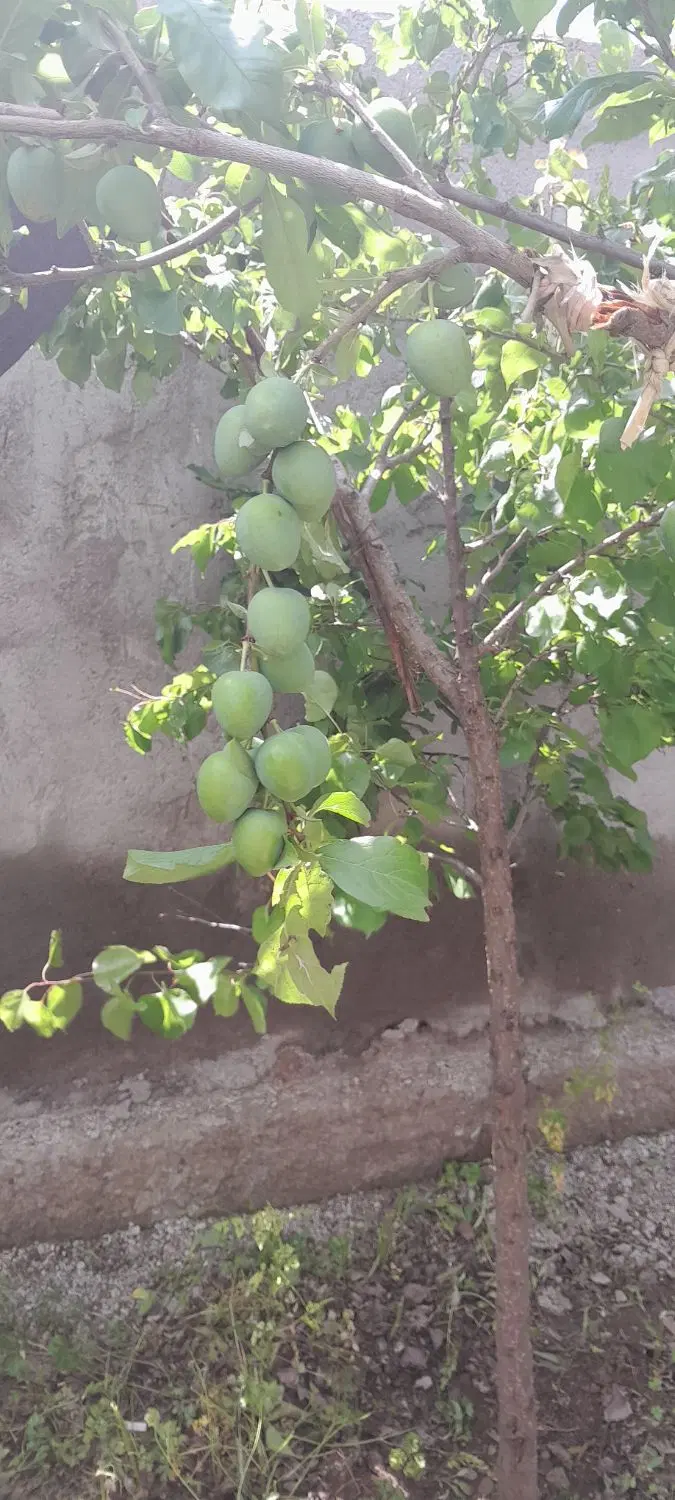 زمین به متراژ ۴۰۰ کمربندی نوشهر