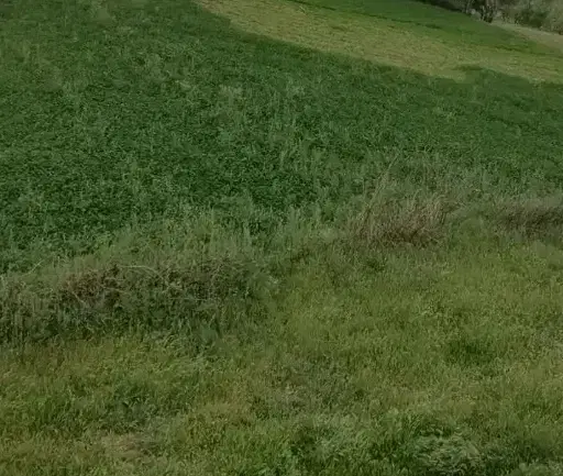 زمین کشاورزی