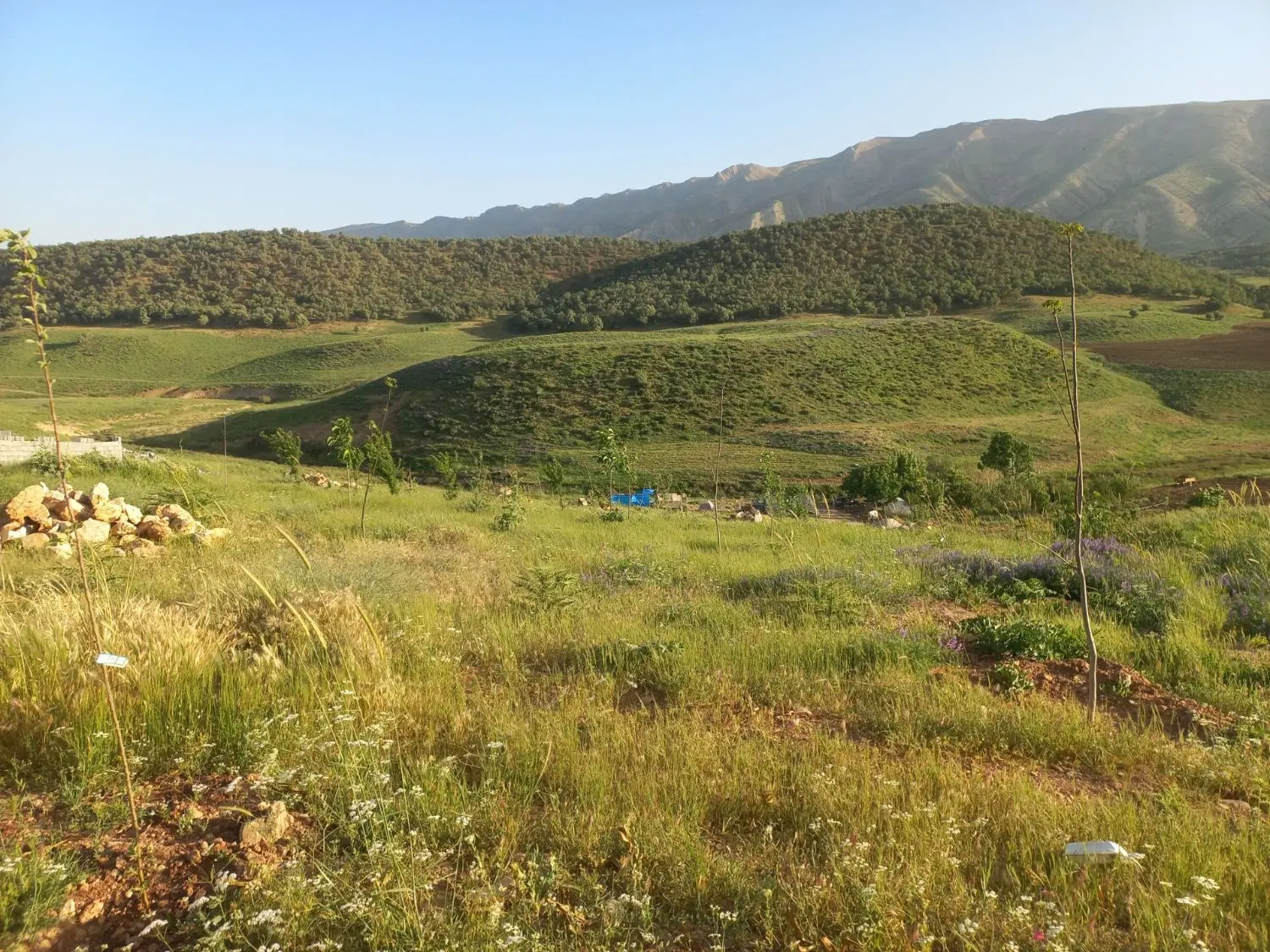 فروش زمین دمچنار