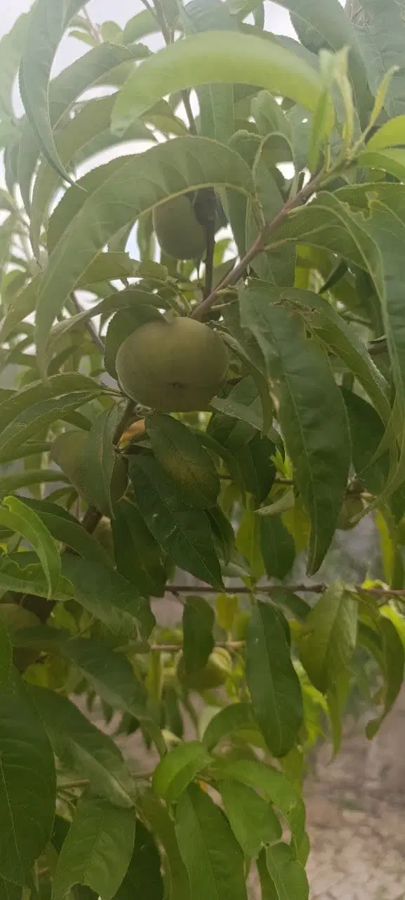 فروش باغ ۸۰۰متری_آخولا