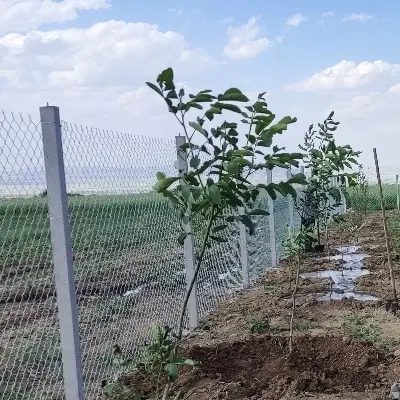 زمین باغی در روستای سیمین
