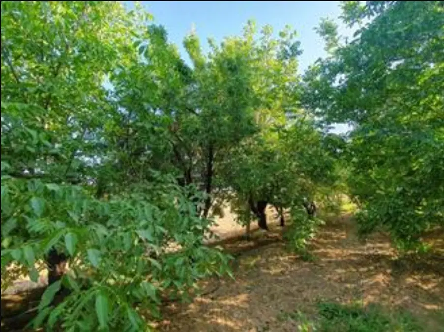 فروش باغ نزدیک شهر سامان
