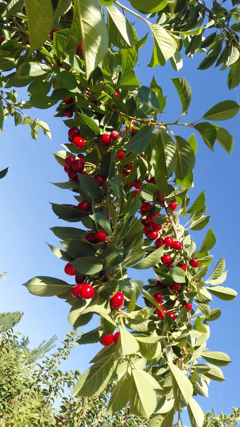 ۱۰۰۰ متر زمین خانه باغ