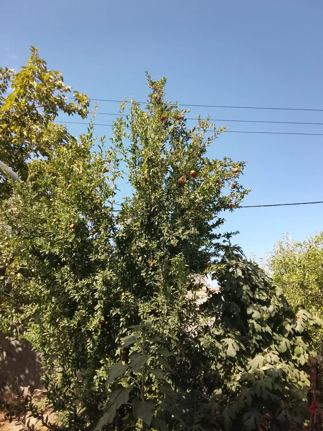 زمین مسکونی فروشی