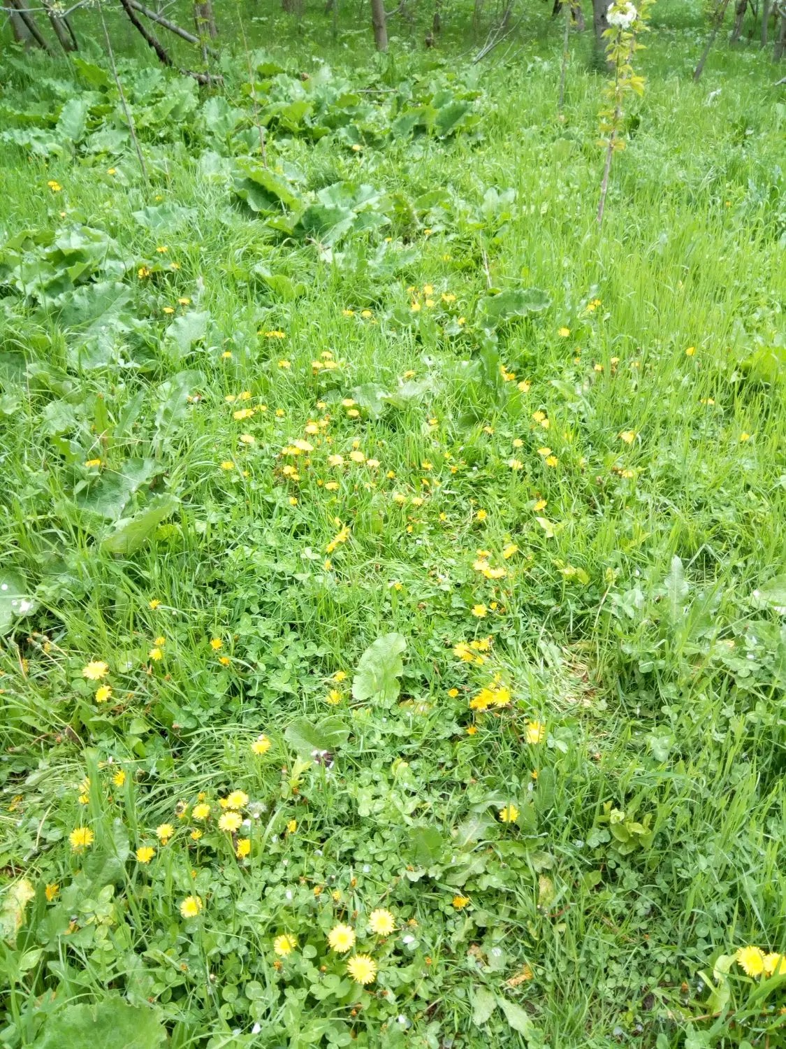 فروش فوری باغ روستای آل