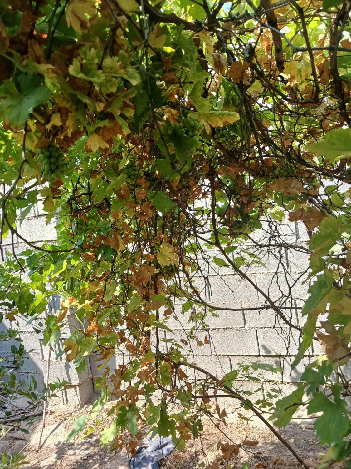 ۶۷۰متر باغ ویلا