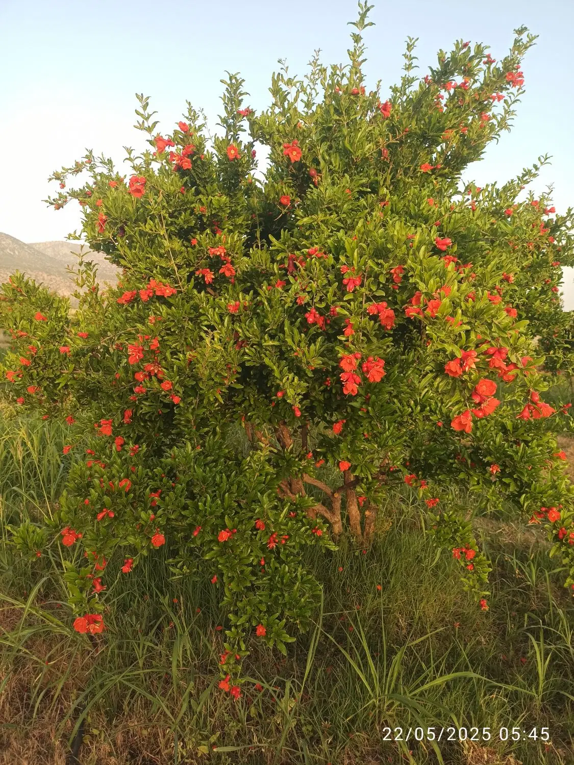 باغ انار و صنوبر