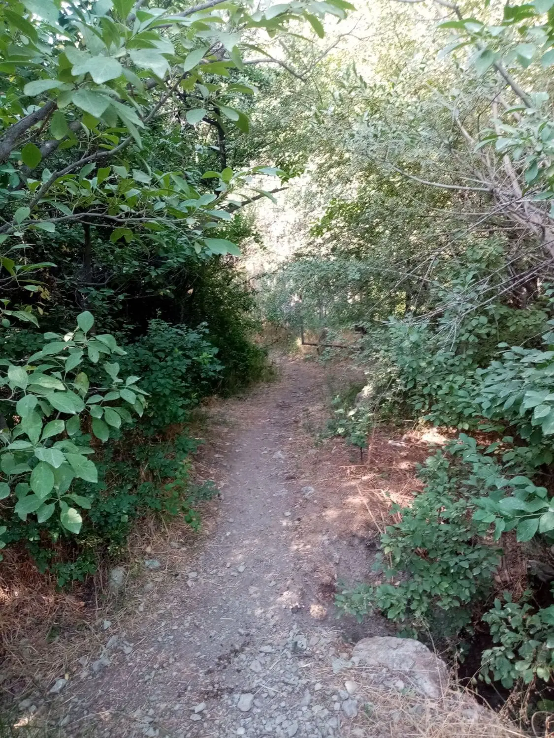 باغ میوه