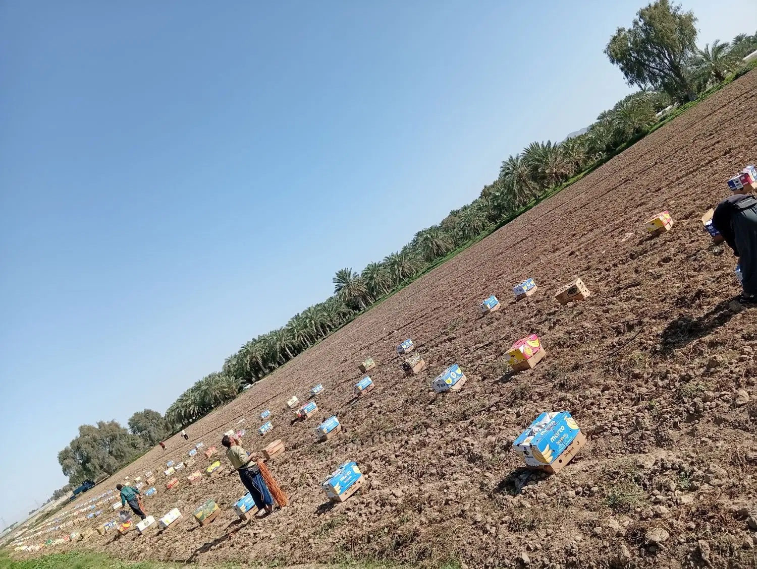 اجاره ده هکتار زمین کشاورزی