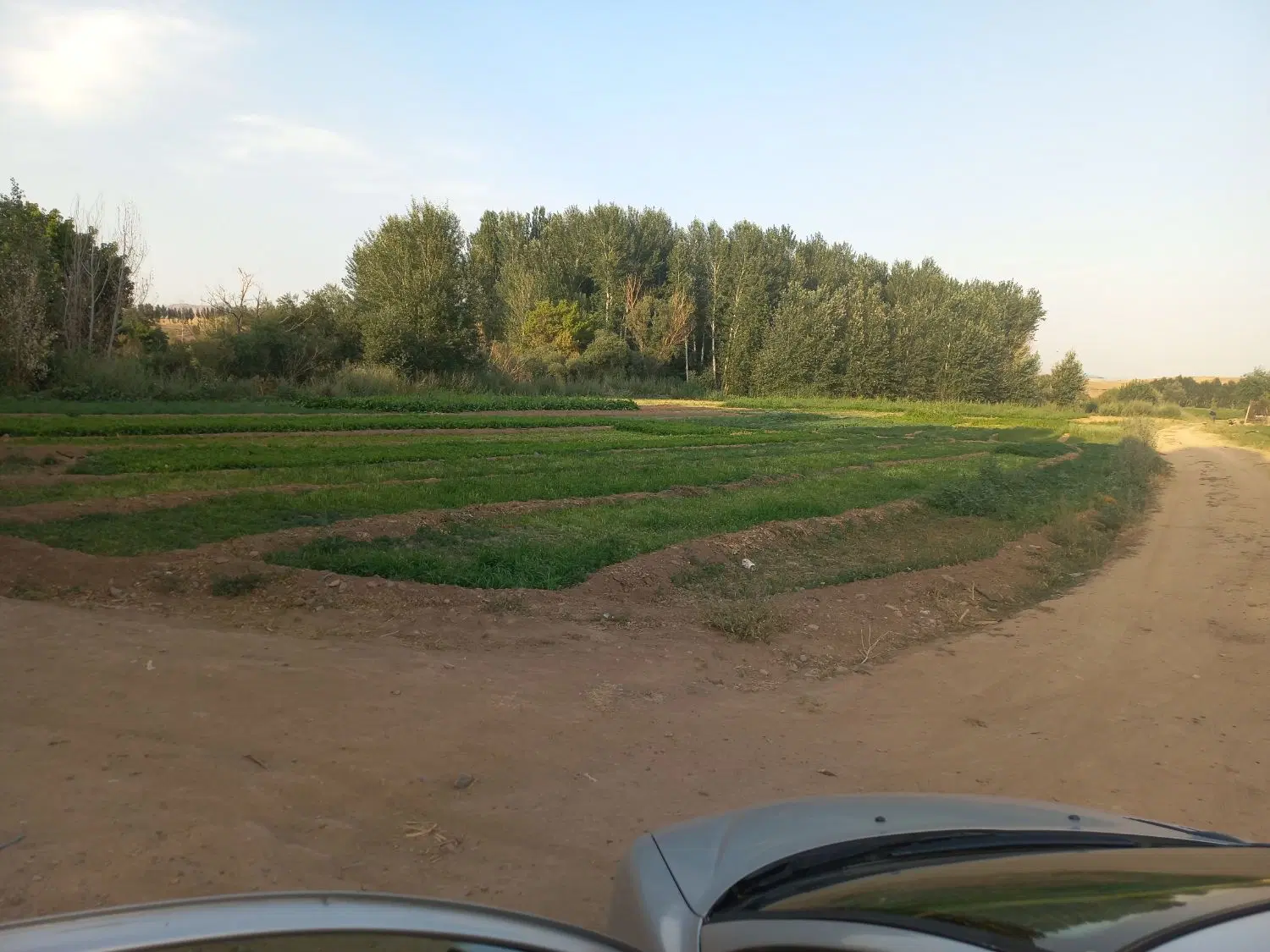 زمین باغی در روستای کوشکن