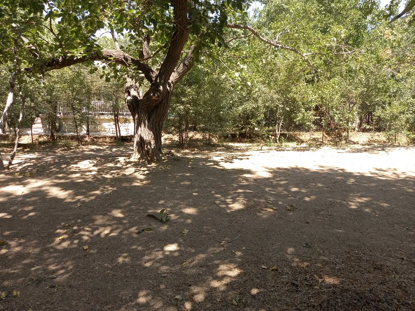 باغ در ولیان
