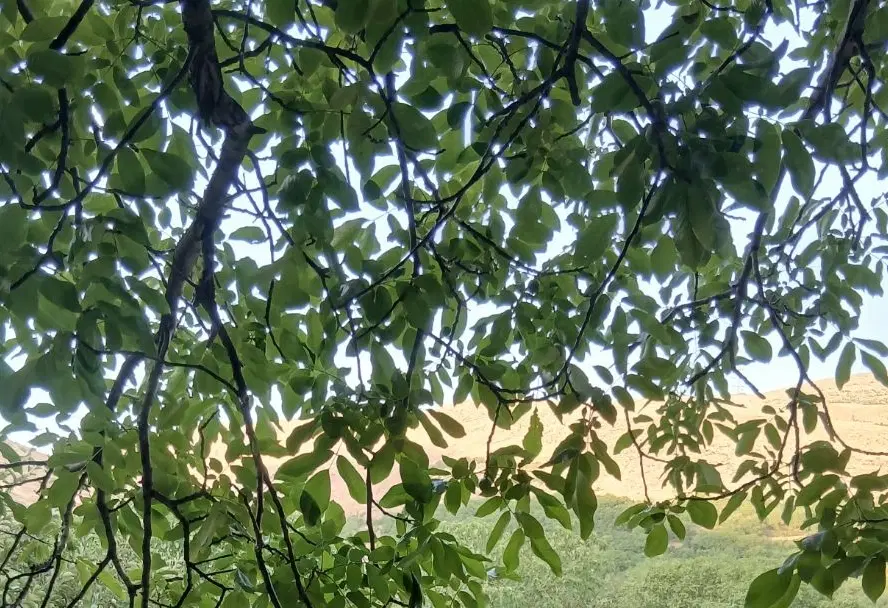 زمین کشاورزی آبی بارانی با برق