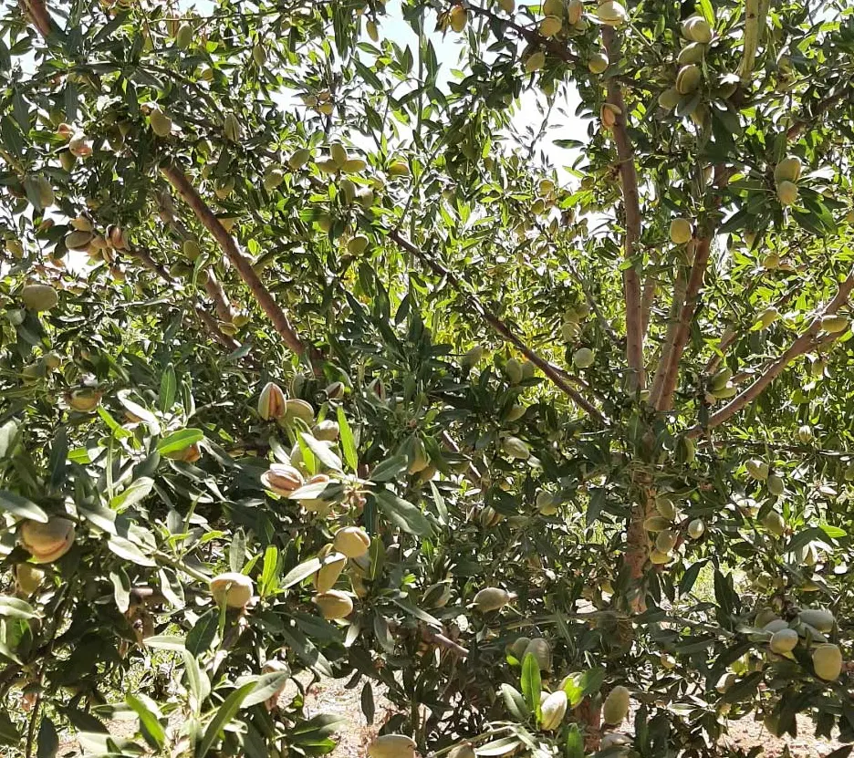 فروش زمین بادام مامانی
