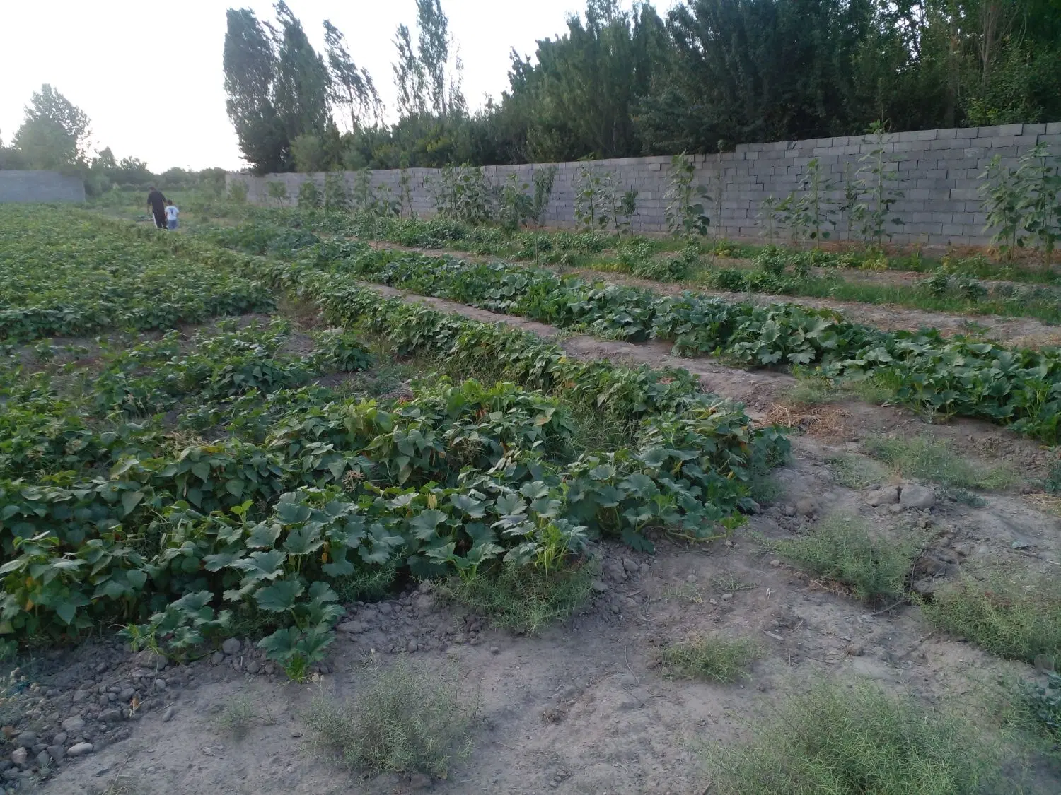 زمین ۲۰۰۰متری