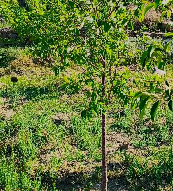 خونه کلنگی جنوبی باجک ۳