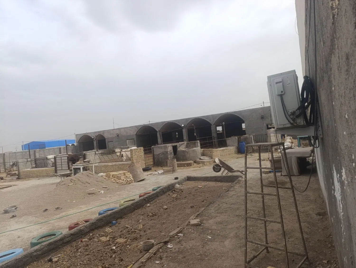 دامداری ،گاوداری