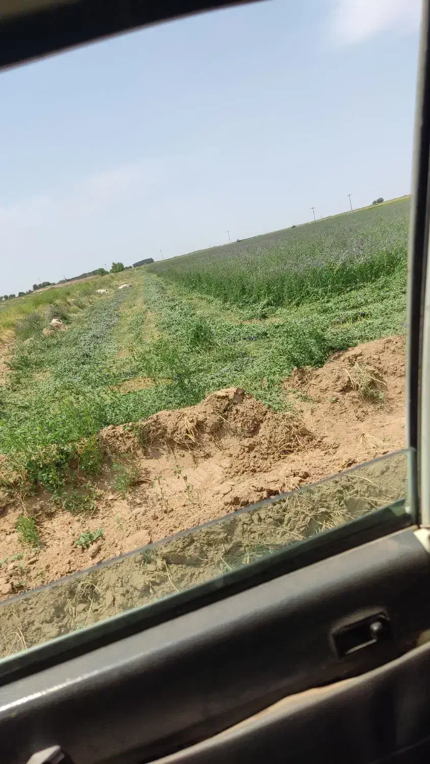 اجاره زمین کشاورزی در سرخس 10 هکتار 24ساعت اب